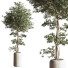 Plantes en pot Ensemble intérieur 051 - nasrinrad