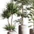 Plantes en pot Ensemble intérieur 051 - nasrinrad