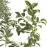Plantes en pot Ensemble intérieur 051 - nasrinrad