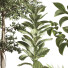 Plantes en pot Ensemble intérieur 051 - nasrinrad