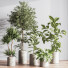 Plantes en pot Ensemble intérieur 051 - nasrinrad