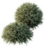 Krzewy 7 Different Montra Olive - Pandora-land