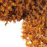Krzewy 7 Different Montra Olive - Pandora-land