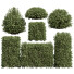 Krzewy 7 Different Montra Olive - Pandora-land