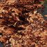 Arbustos Otoño 6 Diferentes - Pandora-land