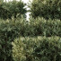 Arbustos Olivo montra 7 diferentes - Pandora-land