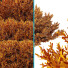 Arbustos Olivo montra 7 diferentes - Pandora-land