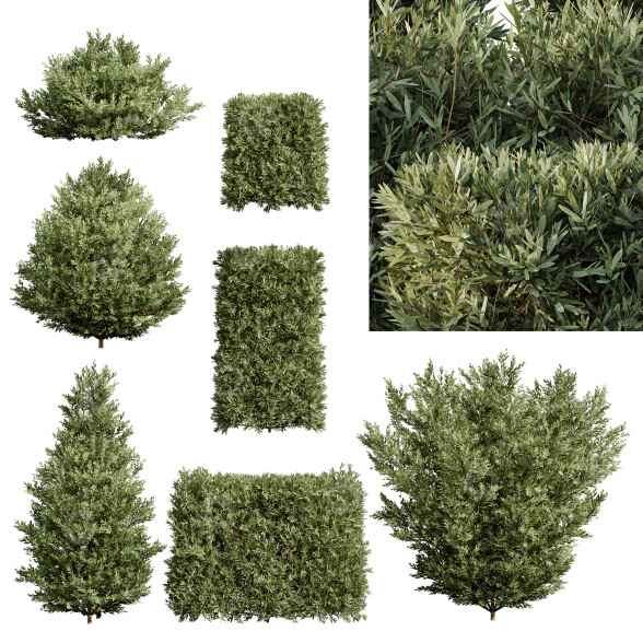 Arbustos Olivo montra 7 diferentes Modelo 3D
