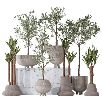 Rośliny doniczkowe  Mission Olive Tree Indoor and Yucca Elephantipes Gigantea 17 Model 3D