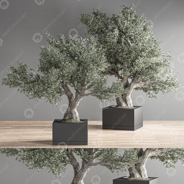 Bonsáis Conjunto de interior 34 Modelo 3D