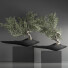Bonsai-Bäume Innenset 35 - Haniezzatpur
