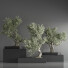 Bonsai-Bäume Innenset 35 - Haniezzatpur