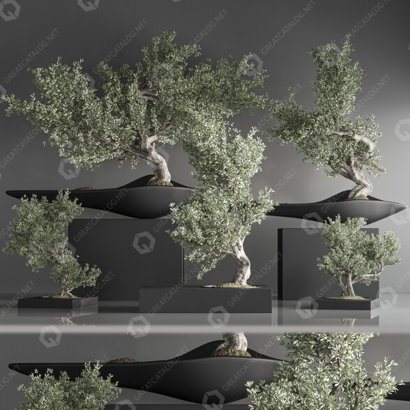 Bonsai-Bäume Innenset 35 3D-Modell