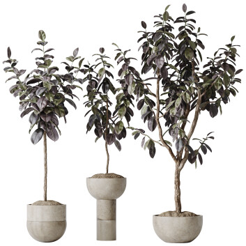 Rośliny doniczkowe  HQ House Rubber Ficus Elastica Abidjan Melany Set 09 Model 3D