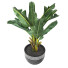 Potted Plant Tropical Indoor Tree - Pro