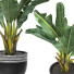 Potted Plant Tropical Indoor Tree - Pro