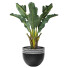 Potted Plant Tropical Indoor Tree - Pro
