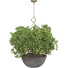 Planta en maceta colgante Conjunto de Colección 79 - mio