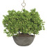 Planta en maceta colgante Conjunto de Colección 79 - mio