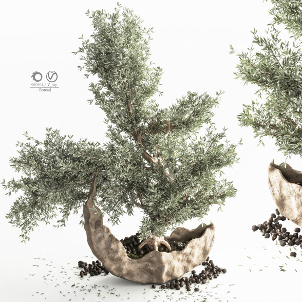 Бонсай Кімнатні рослини 3D модель
