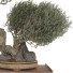 Bonsái Conjunto de Colección 89 - mio