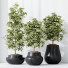 Rośliny doniczkowe HQ House Schefflera Arboricola Umbrella Set 03 - Pandora-land