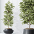 Rośliny doniczkowe HQ House Schefflera Arboricola Umbrella Set 03 - Pandora-land