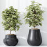 Rośliny doniczkowe HQ House Schefflera Arboricola Umbrella Set 03 - Pandora-land