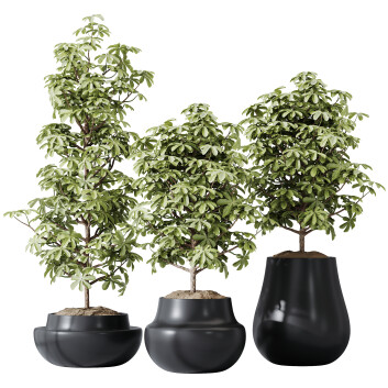 Rośliny doniczkowe  HQ House Schefflera Arboricola Umbrella Set 03 Model 3D