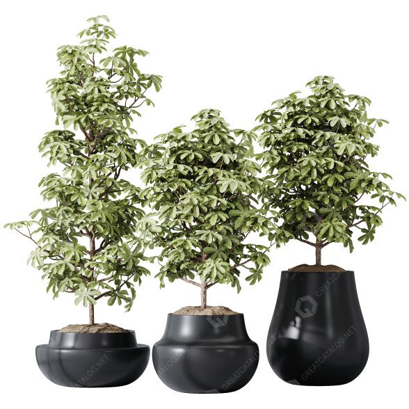 Rośliny doniczkowe HQ House Schefflera Arboricola Umbrella Set 03 model 3D
