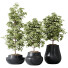 Rośliny doniczkowe HQ House Schefflera Arboricola Umbrella Set 03 - Pandora-land