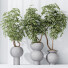 Rośliny doniczkowe HQ House Schefflera Arboricola Umbrella Set 05 - Pandora-land