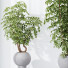 Rośliny doniczkowe HQ House Schefflera Arboricola Umbrella Set 05 - Pandora-land