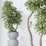 Rośliny doniczkowe HQ House Schefflera Arboricola Umbrella Set 05 - Pandora-land