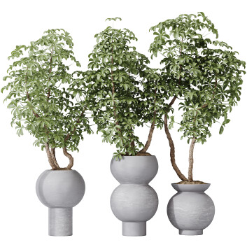 Rośliny doniczkowe  HQ House Schefflera Arboricola Umbrella Set 05 Model 3D