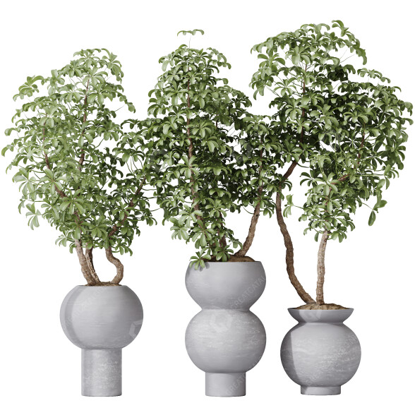 Rośliny doniczkowe HQ House Schefflera Arboricola Umbrella Set 05 model 3D