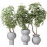 Rośliny doniczkowe HQ House Schefflera Arboricola Umbrella Set 05 - Pandora-land