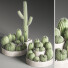 Potted Plants Indoor Set 40 Cactuses - Haniezzatpur