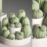 Potted Plants Indoor Set 40 Cactuses - Haniezzatpur