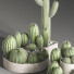 Potted Plants Indoor Set 40 Cactuses - Haniezzatpur