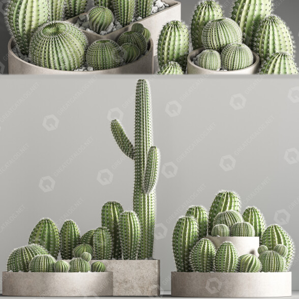 Potted Plants Indoor Set 40 Cactuses 3D model
