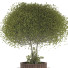 Baum und Bank Sammlung Set 107 - mio