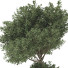 Baum Sammlung Set 112 - mio