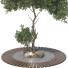 Árbol Conjunto de Colección 113 - mio