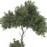 Árbol Conjunto de Colección 113 - mio