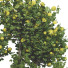 Trees Collection Set 115 - mio