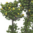 Trees Collection Set 115 - mio