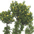 Trees Collection Set 115 - mio