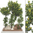 Trees Collection Set 115 - mio