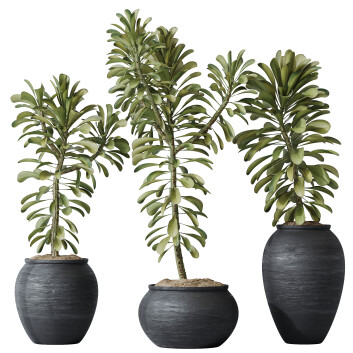 Rośliny doniczkowe  HQ House Euphorbia Drupifera Sunshine Agaveville Set01 Model 3D